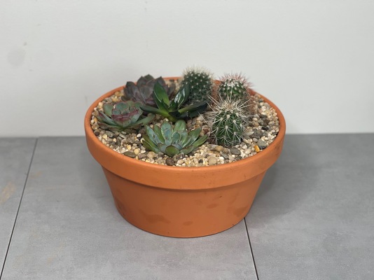 Mini Cactus Garden from Metropolitan Plant & Flower Exchange, local NJ florist