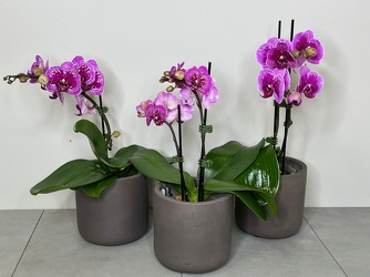 Mini Orchid Trio from Metropolitan Plant & Flower Exchange, local NJ florist
