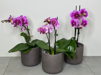Mini Orchid Trio from Metropolitan Plant & Flower Exchange, local NJ florist