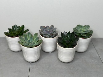 Mini Succulent Set from Metropolitan Plant & Flower Exchange, local NJ florist