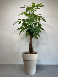 Money Tree from Metropolitan Plant & Flower Exchange, local NJ florist