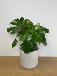 Monstera Plant from Metropolitan Plant & Flower Exchange, local NJ florist