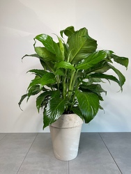 Peace Lily from Metropolitan Plant & Flower Exchange, local NJ florist