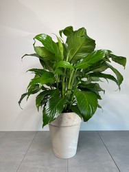 Peace Lily from Metropolitan Plant & Flower Exchange, local NJ florist