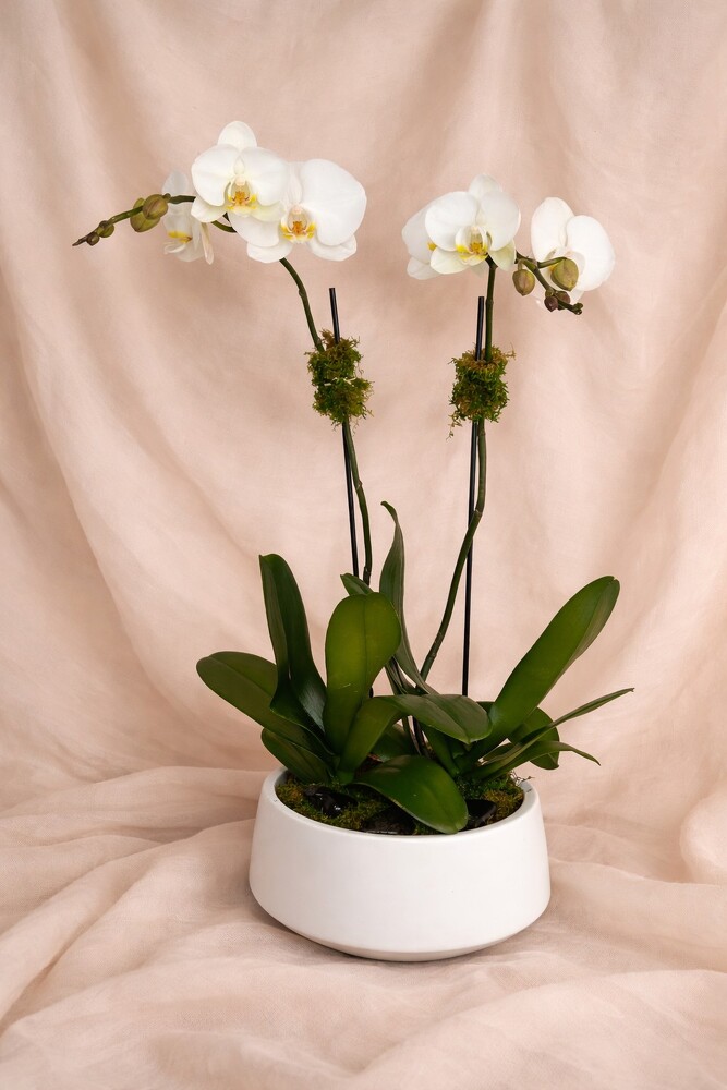 Valentine Orchid Plant from Metropolitan Plant & Flower Exchange, local NJ florist