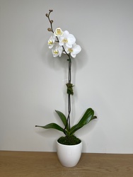Potted Phalaenopsis from Metropolitan Plant & Flower Exchange, local NJ florist