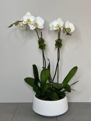 Potted Phalaenopsis from Metropolitan Plant & Flower Exchange, local NJ florist