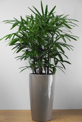 Raphis Palm from Metropolitan Plant & Flower Exchange, local NJ florist