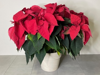 Red Poinsettia from Metropolitan Plant & Flower Exchange, local NJ florist