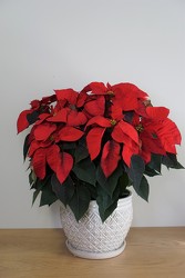 Red Poinsettia from Metropolitan Plant & Flower Exchange, local NJ florist