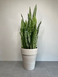 Snake Plant from Metropolitan Plant & Flower Exchange, local NJ florist