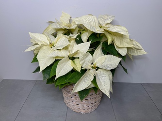 Sparkle  Poinsettia from Metropolitan Plant & Flower Exchange, local NJ florist