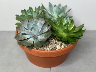 Succulent Garden from Metropolitan Plant & Flower Exchange, local NJ florist