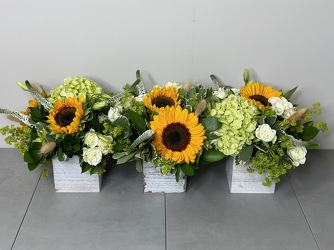 Sunflower Trio from Metropolitan Plant & Flower Exchange, local NJ florist