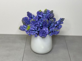 Sweet Hyacinth from Metropolitan Plant & Flower Exchange, local NJ florist