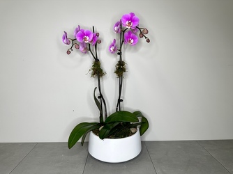 Valentine Orchid Plant from Metropolitan Plant & Flower Exchange, local NJ florist