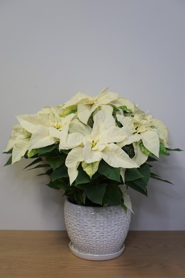 White Poinsettia from Metropolitan Plant & Flower Exchange, local NJ florist