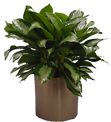 Chinese Evergreen from Metropolitan Plant & Flower Exchange, local NJ florist