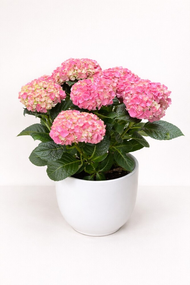 Hydrangea Plant from Metropolitan Plant & Flower Exchange, local NJ florist