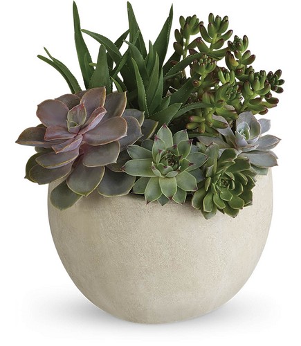 Succulent Garden from Metropolitan Plant & Flower Exchange, local NJ florist