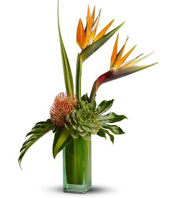 Birds of Beauty from Metropolitan Plant & Flower Exchange, local NJ florist
