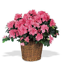 Azalea Plant from Metropolitan Plant & Flower Exchange, local NJ florist
