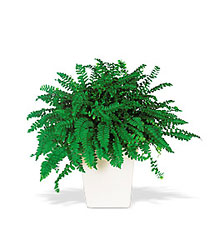 Decorative Fern from Metropolitan Plant & Flower Exchange, local NJ florist