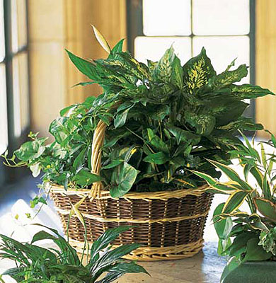 Green Garden from Metropolitan Plant & Flower Exchange, local NJ florist