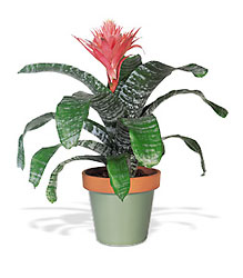 Tropical Bromeliad from Metropolitan Plant & Flower Exchange, local NJ florist